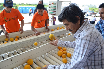 Incrementa Tamaulipas producción de cítricos