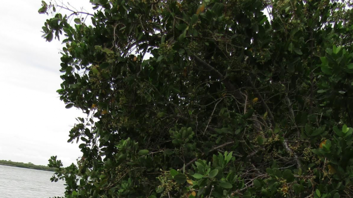 Cinco mil plántulas más de mangle en la laguna madre y delta del Río Bravo