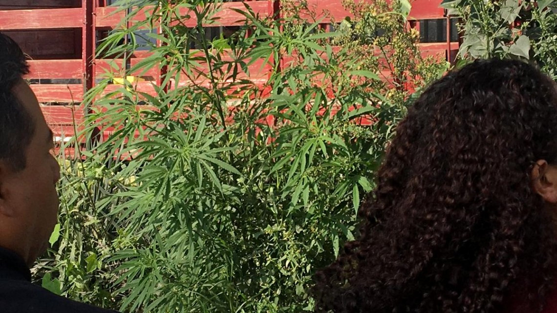 Retiran plantas de marihuana de Periférico