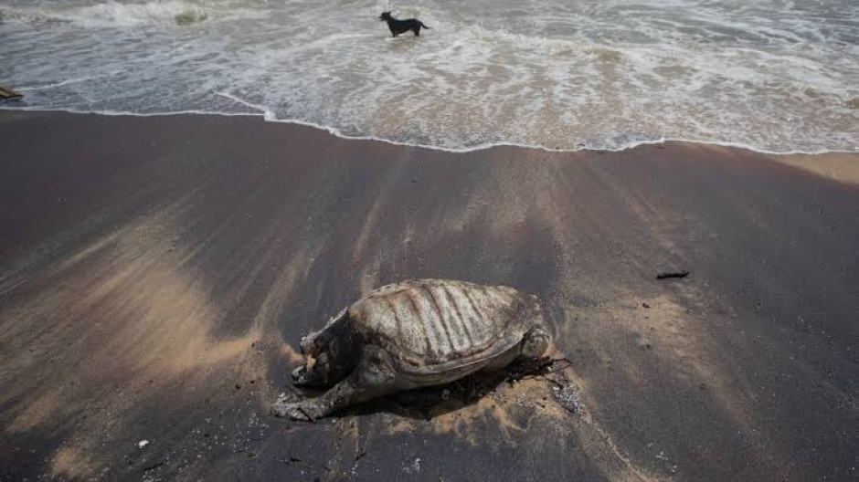Mueren tortugas tras incendio de barco en costas de Sri Lanka