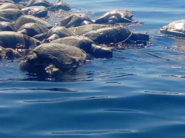 Pescadores locales, responsables por muerte de tortugas: Profepa