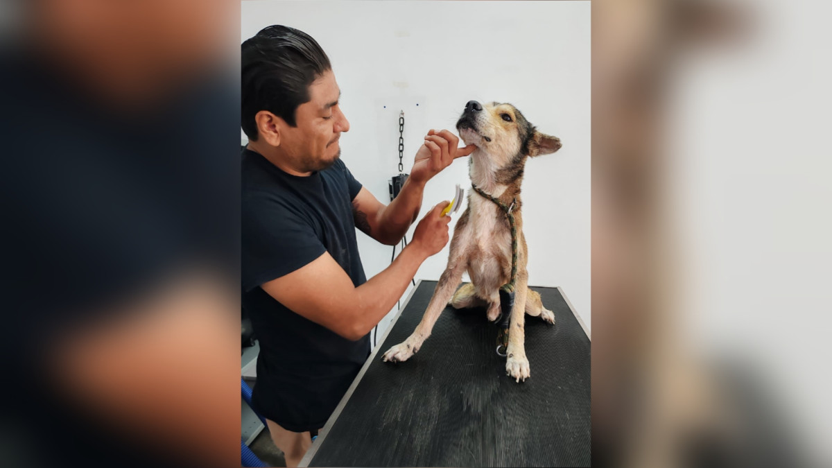 Rescató Gobierno de Reynosa mascota en condiciones de maltrato