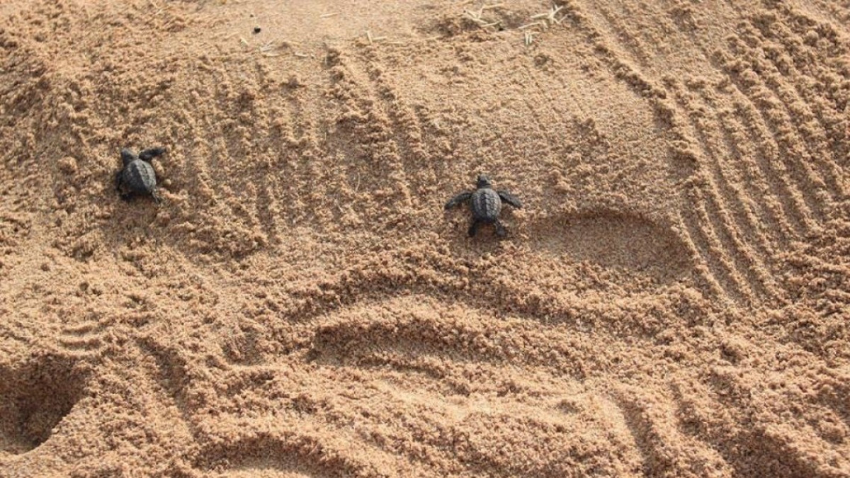 Impulsa Ayuntamiento programa para proteger la biodiversidad
