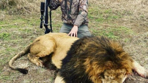 Imagen de León muerto corresponde a un rancho cinegético en Mier