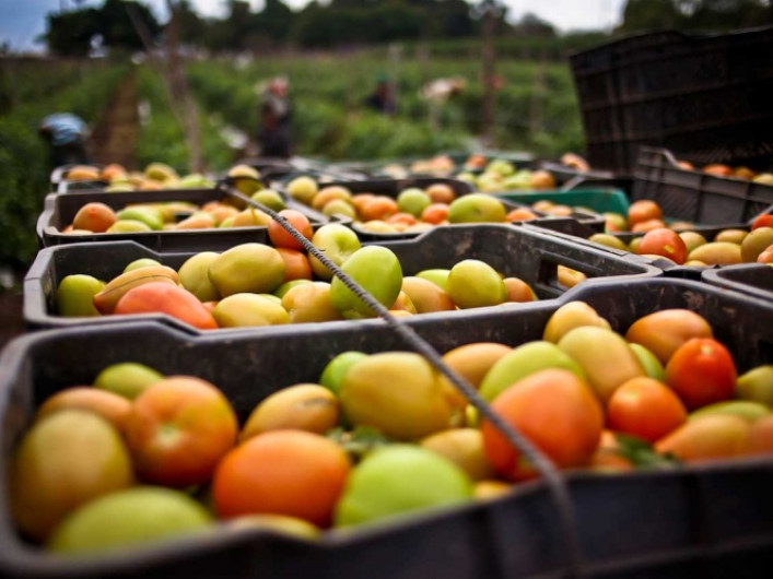Lamenta México arancel al tomate