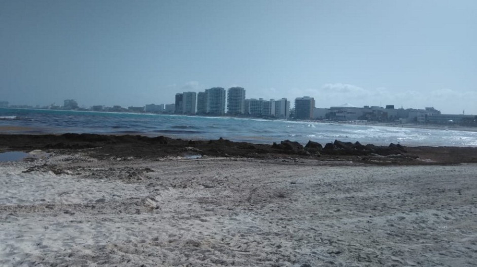  Se elevará la llegada de sargazo a las playas de Quintana Roo