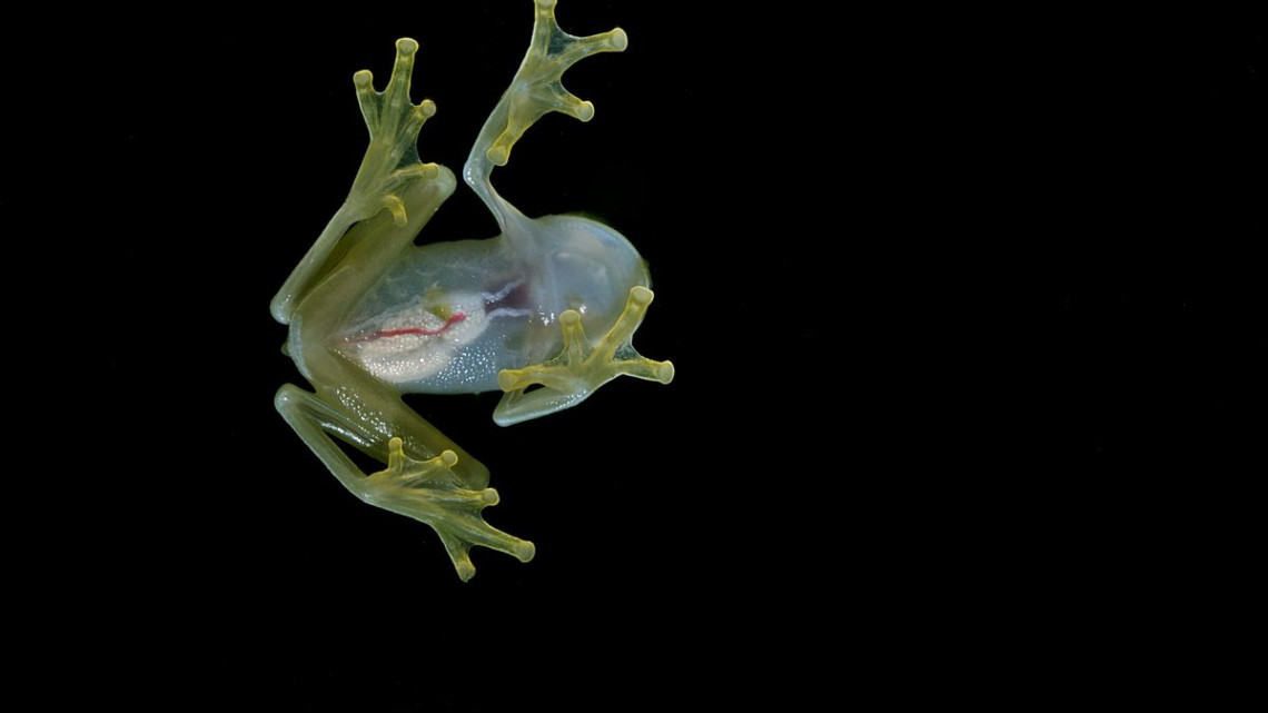 Animales transparentes que parecen fantásticos pero no lo son