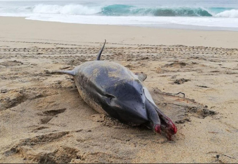 Delfín aparece muerto en playa de Oaxaca, se asfixia con pañal