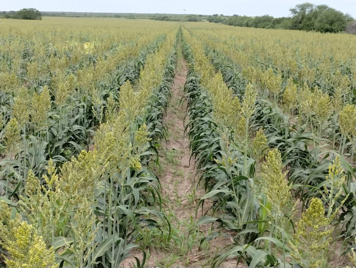 Abrirán convocatoria para dotar de semillas a productores de temporal