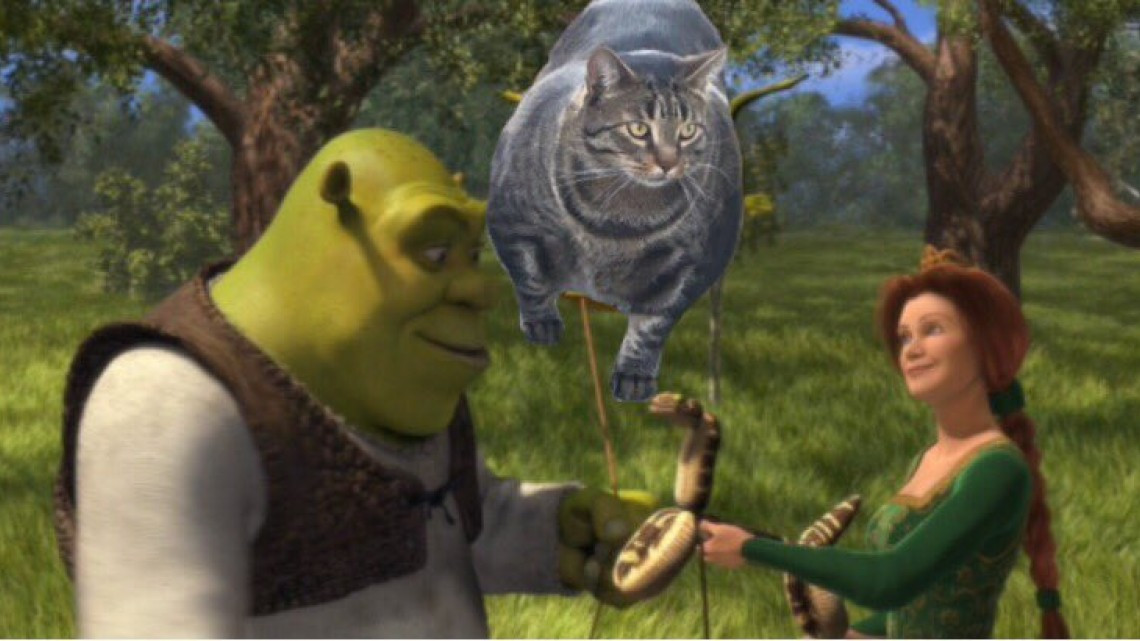 El gato musculoso que está conquistando internet 