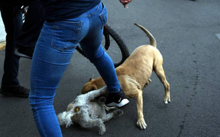 Proponen crear fiscalía para prevenir, investigar y combatir los delitos contra animales