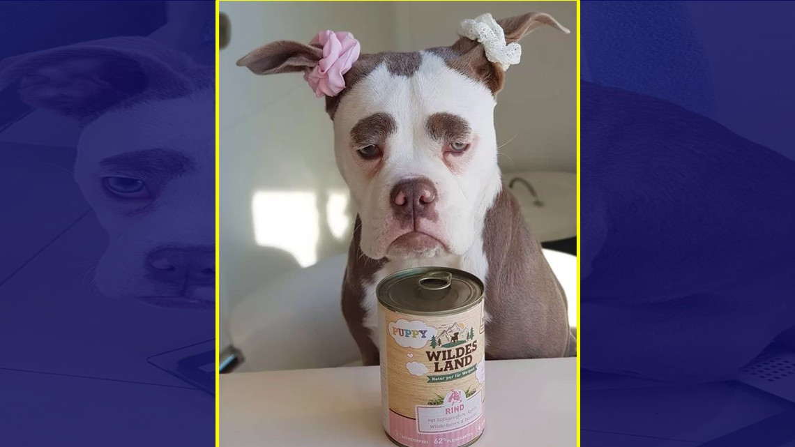 La perrita más "triste" de Internet