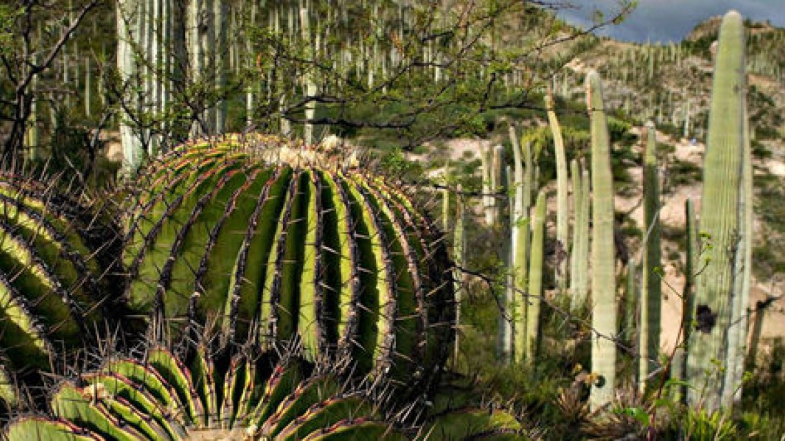 Declaran Valle de Tehuacán-Cuicatlán en la Lista del Patrimonio Mundial