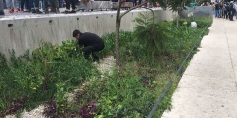 Encuentran presunta marihuana sembrada en el Monumento a la Madre