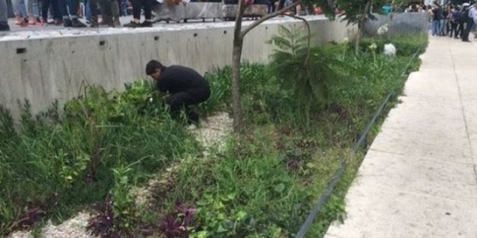 Encuentran presunta marihuana sembrada en el Monumento a la Madre