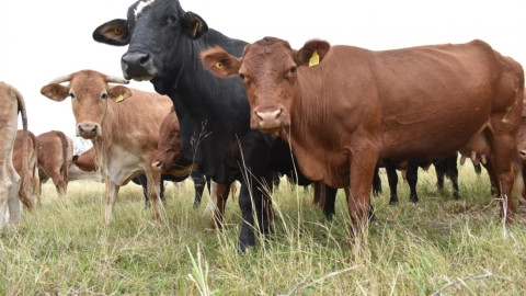 Gobierno de Tamaulipas acordó reclasificar la certificación de Acreditado Modificado a Acreditado Preparatorio