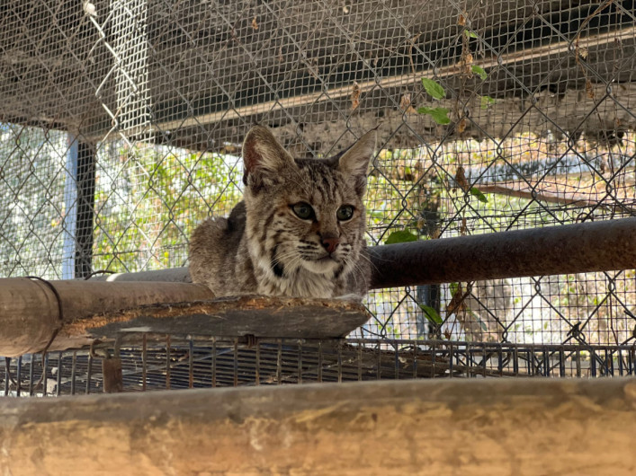 Resguarda Zoológico Tamatán a una osezna, un lince y un ocelote