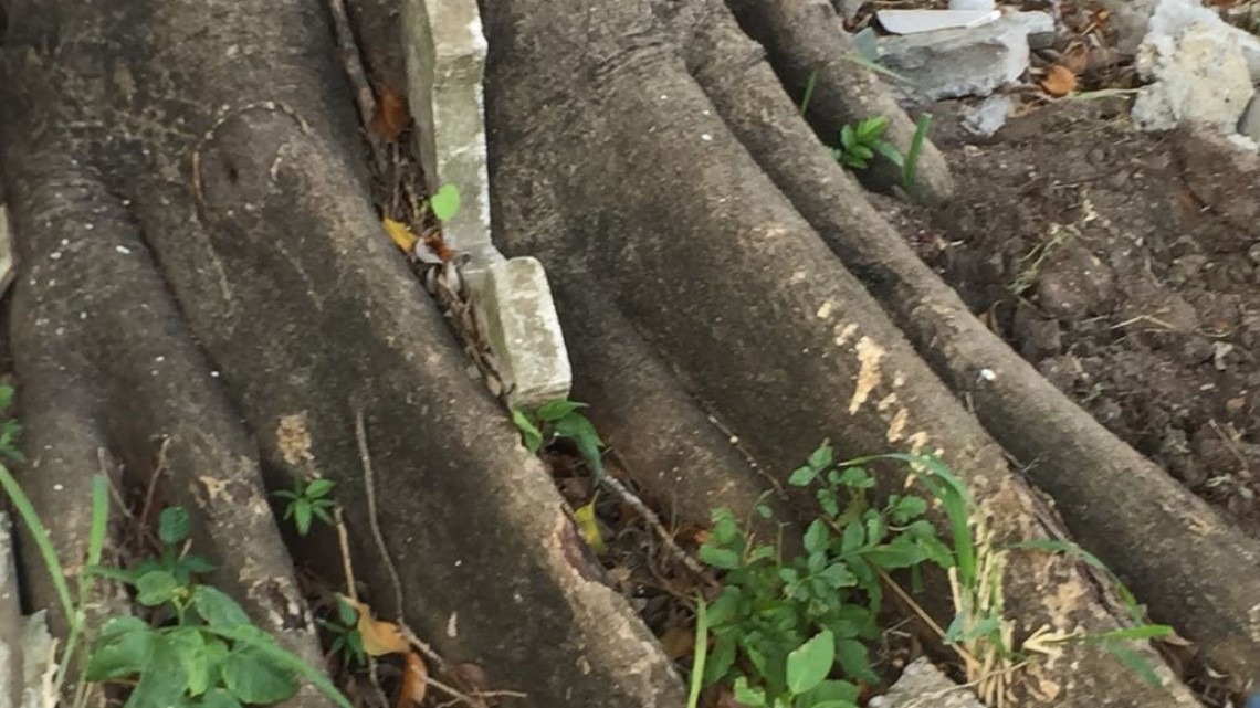 Piden derrumbe de árbol que destruye tumbas