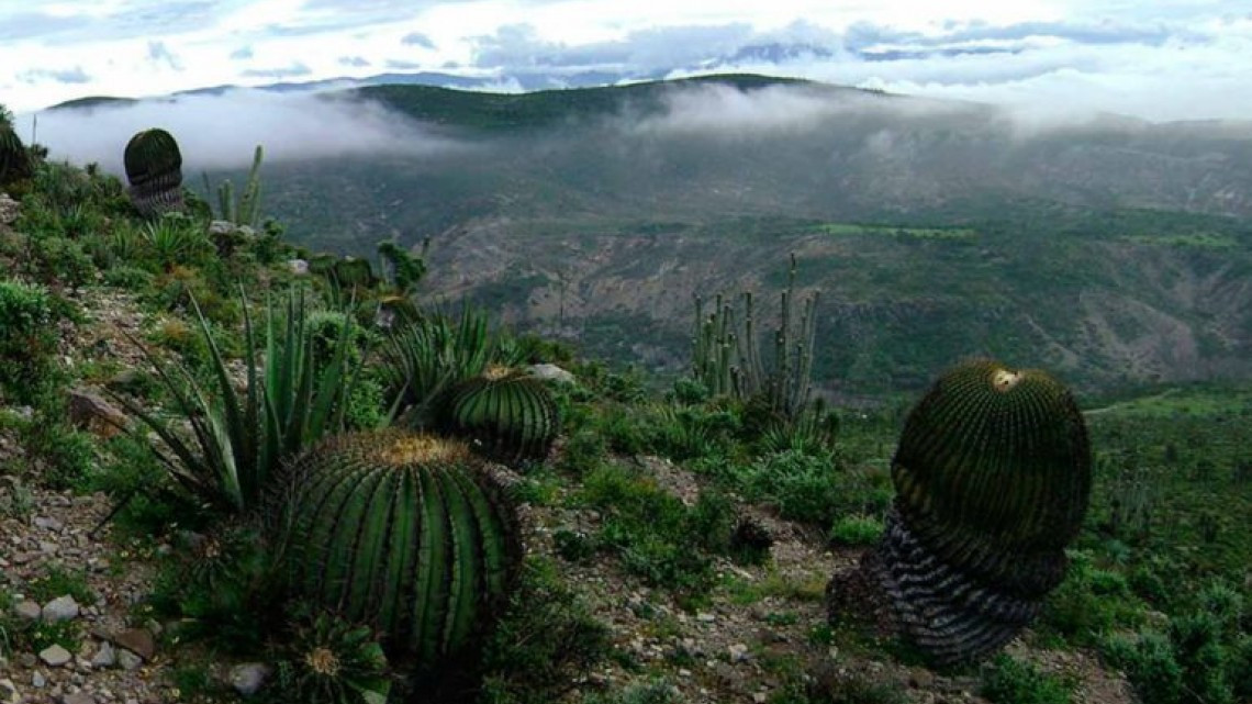 Declaran Valle de Tehuacán-Cuicatlán en la Lista del Patrimonio Mundial