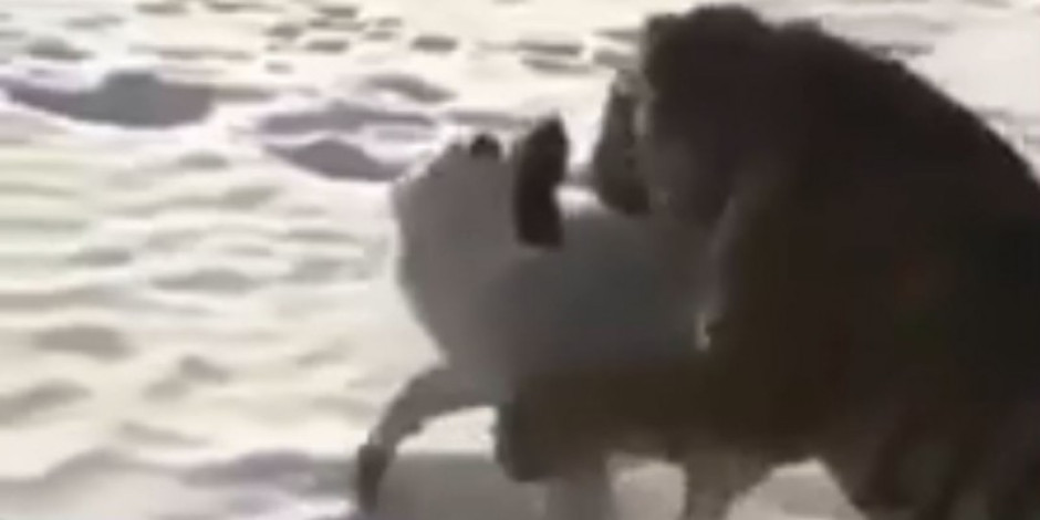 Así es como terminó el encuentro entre un perro y un tigre