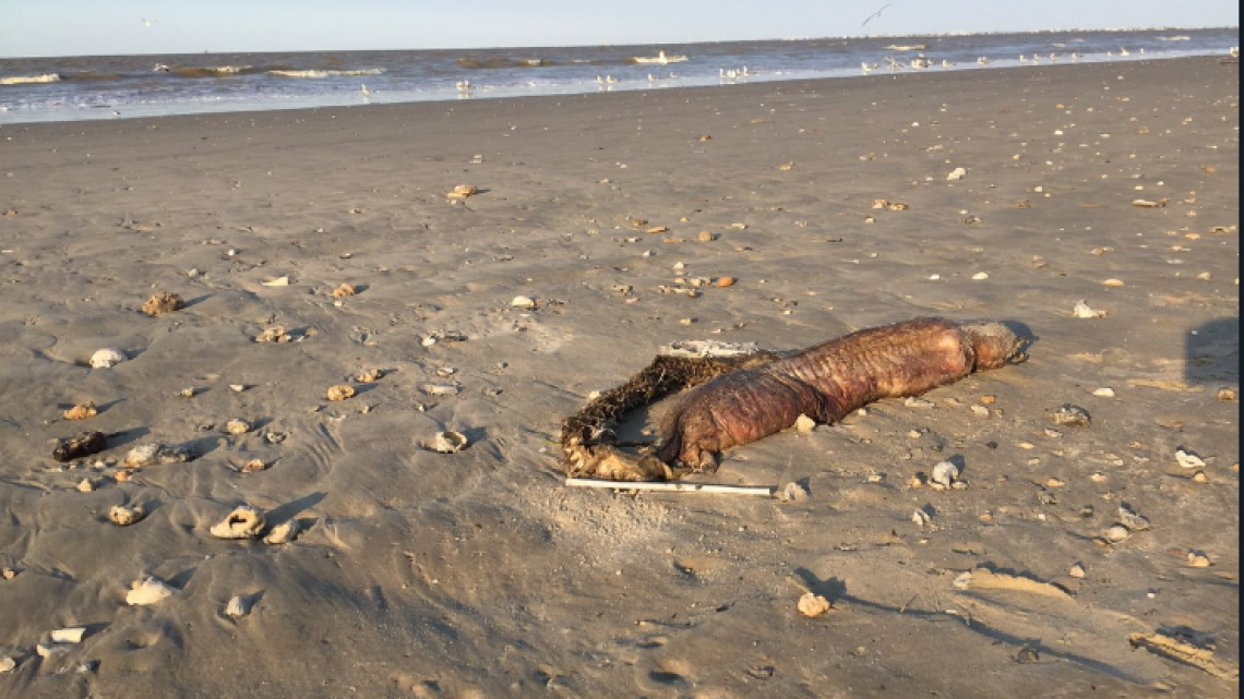 La extraña criatura que dejó "Harvey" en Texas