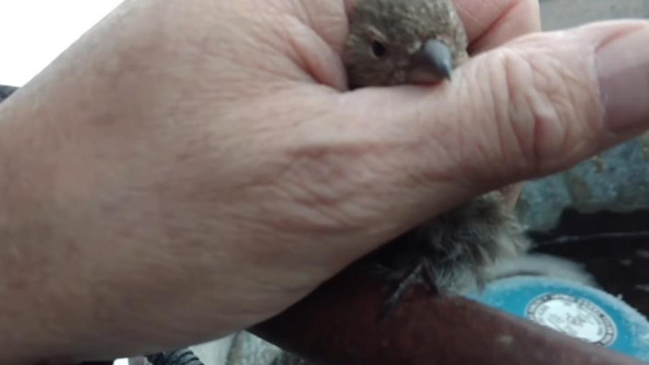 Salva a pajarillo calentándolo con su aliento