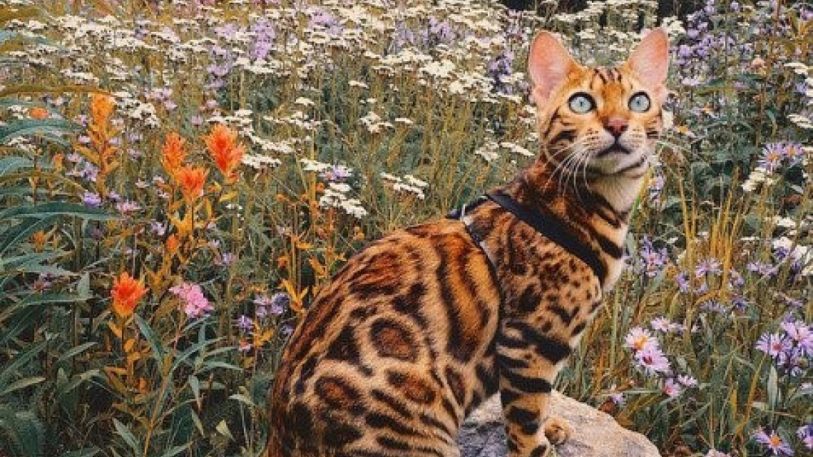 Suki el gato que viaja por el mundo más que todos nosotros 