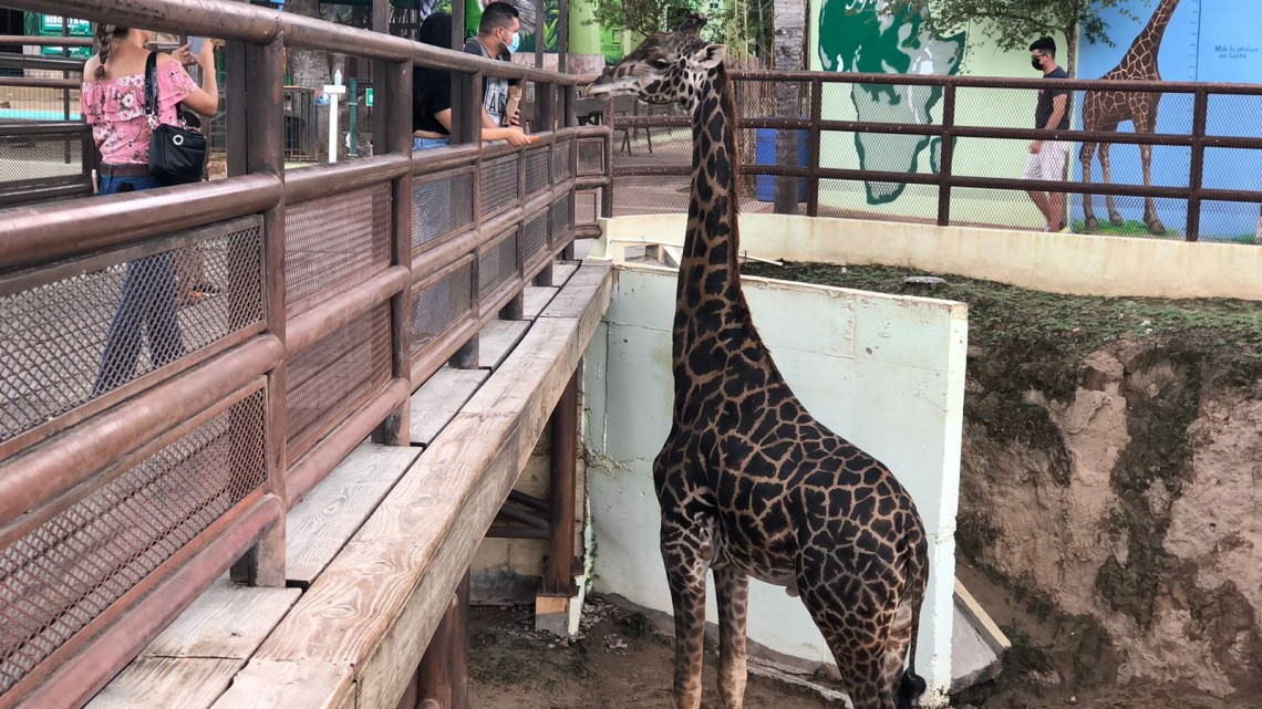 En lo que va del 2021, el Zoológico de Nuevo Laredo ha registrado 22 nuevos nacimientos