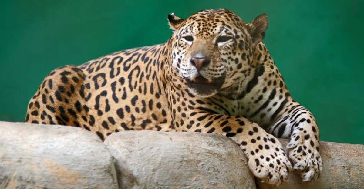 Asesinan de forma cruel a jaguar en Brasil: era esencial para la preservación de su especie