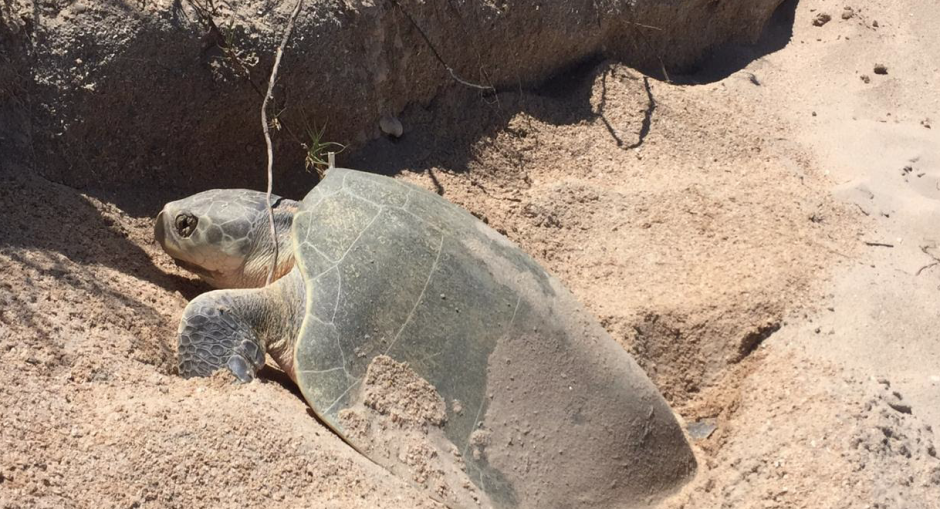 La naturaleza sigue su curso...inicia la temporada de anidación de Tortuga Lora
