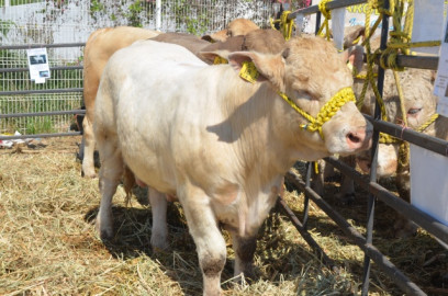 Prevén afectaciones a exportación de ganado sin TLCAN
