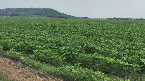 Agricultores se agrupan para comprar insumos y reducir costos en la siembra