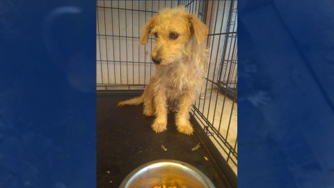 Refugios de animales frenan rescates, urgen adopciones