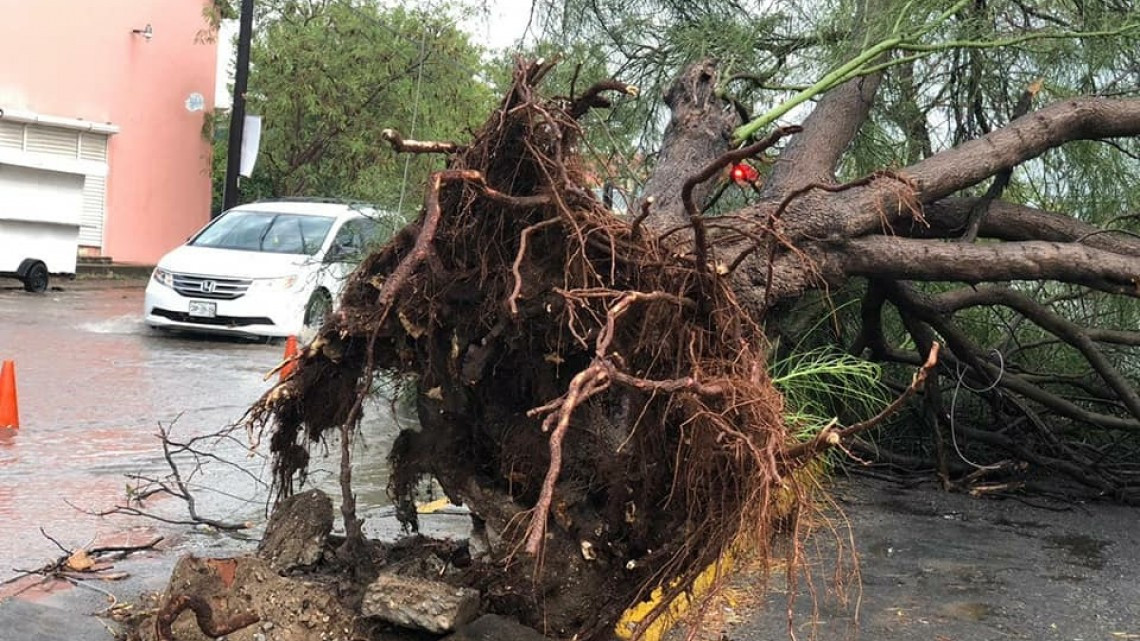 Fuerte lluvia deja 14 árboles caídos en Victoria