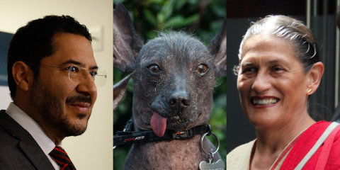 Buscan que xoloitzcuintle sea patrimonio cultural