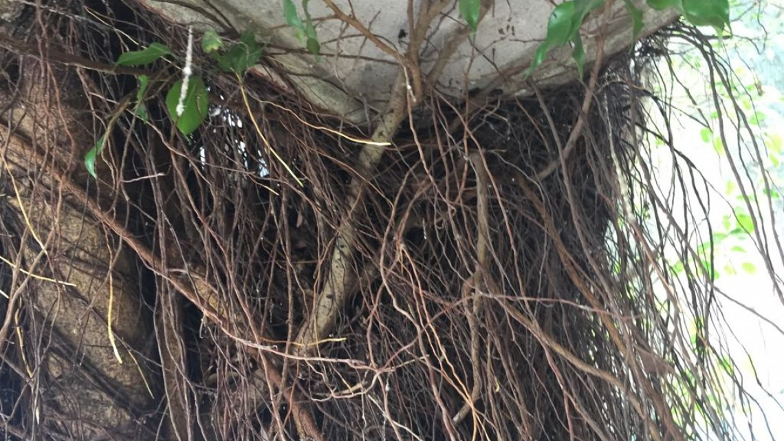 Casas abandonadas, problema social que crece en fraccionamientos