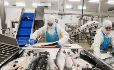 Ofrecen 36 mil pesos en Canadá por limpiar mariscos