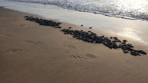 Nacen y liberan Tortugas Lora en Tamaulipas
