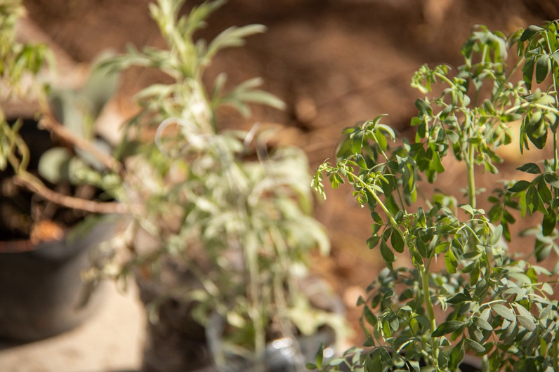 Desarrolla UAT proyecto de composta y huertos orgánicos