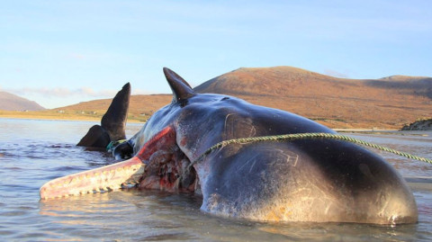 Encuentran a Ballena en Escocia con 100 kilos de basura en su estómago