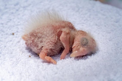 Nacen tres guacamayos rojos que se creían extintos hace más 100 años