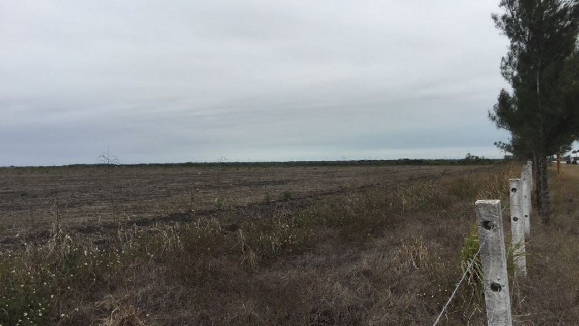 Sector agrícola atentos ante posibles heladas que dañen cultivos