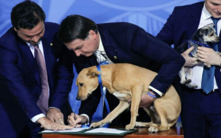 Aumentan en Brasil las penas por maltrato animal