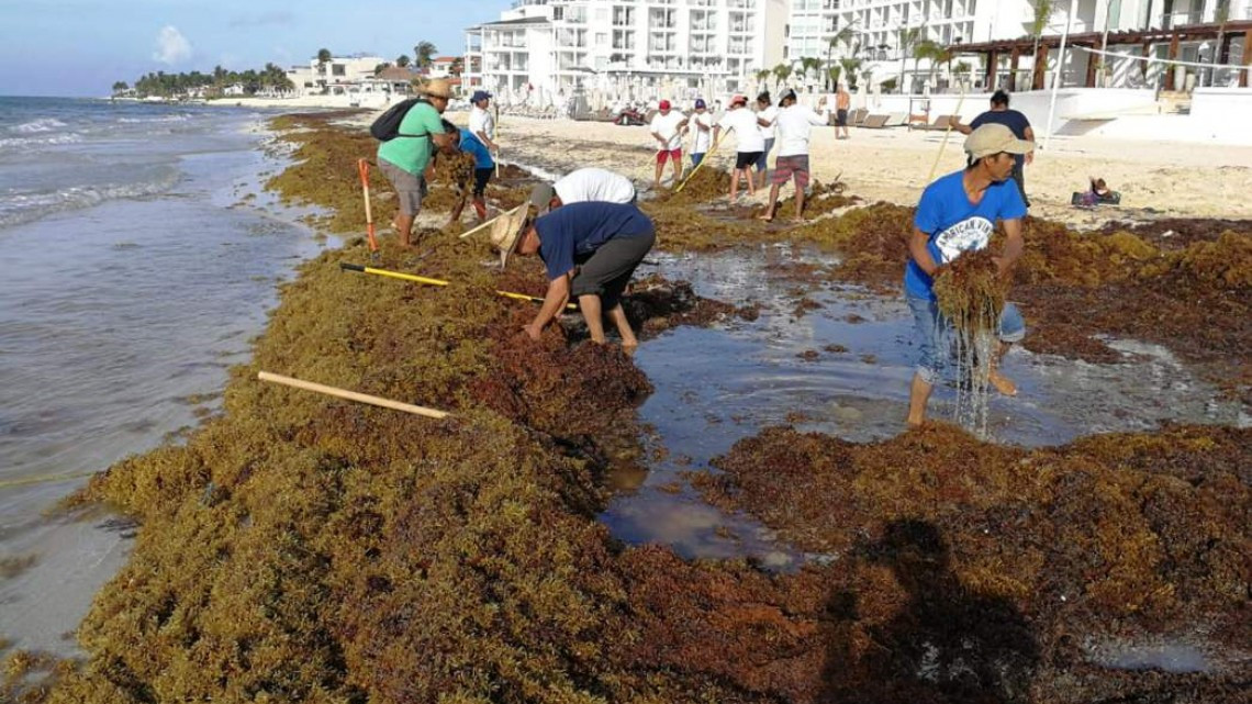Continua sargazo en costas mexicanas, prevén aumento