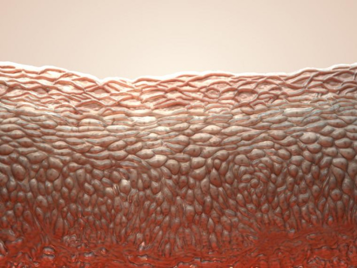 Nuevo órgano que ayudaría al cáncer a propagarse