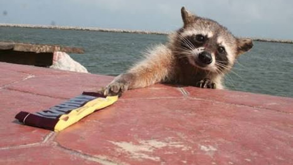 Esterilizarán a más de cien mapaches hembras en Miramar