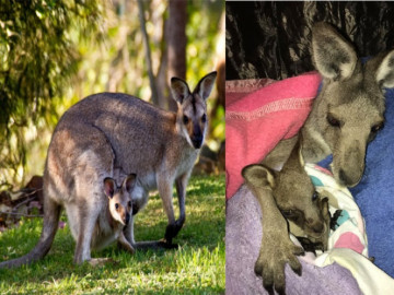 Flecha atraviesa a canguro y deja atrapado a su crío durante días
