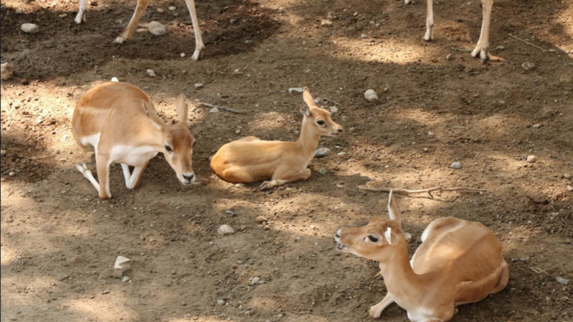 Comisión de Parques y Biodiversidad registra 17 nacimientos durante esta cuarentena
