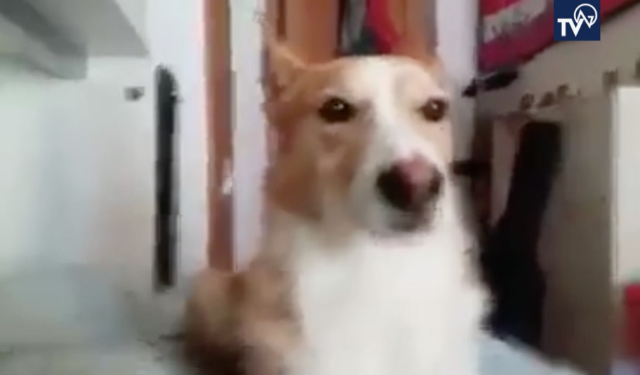 Perro ladra al ritmo de 'Despacito' y se hace viral 