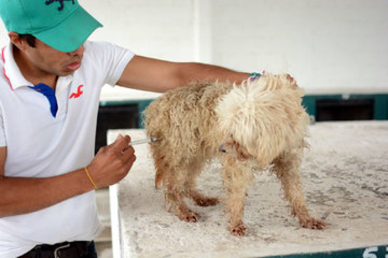 Aplicarán vacunas contra la rabia en Nuevo Laredo